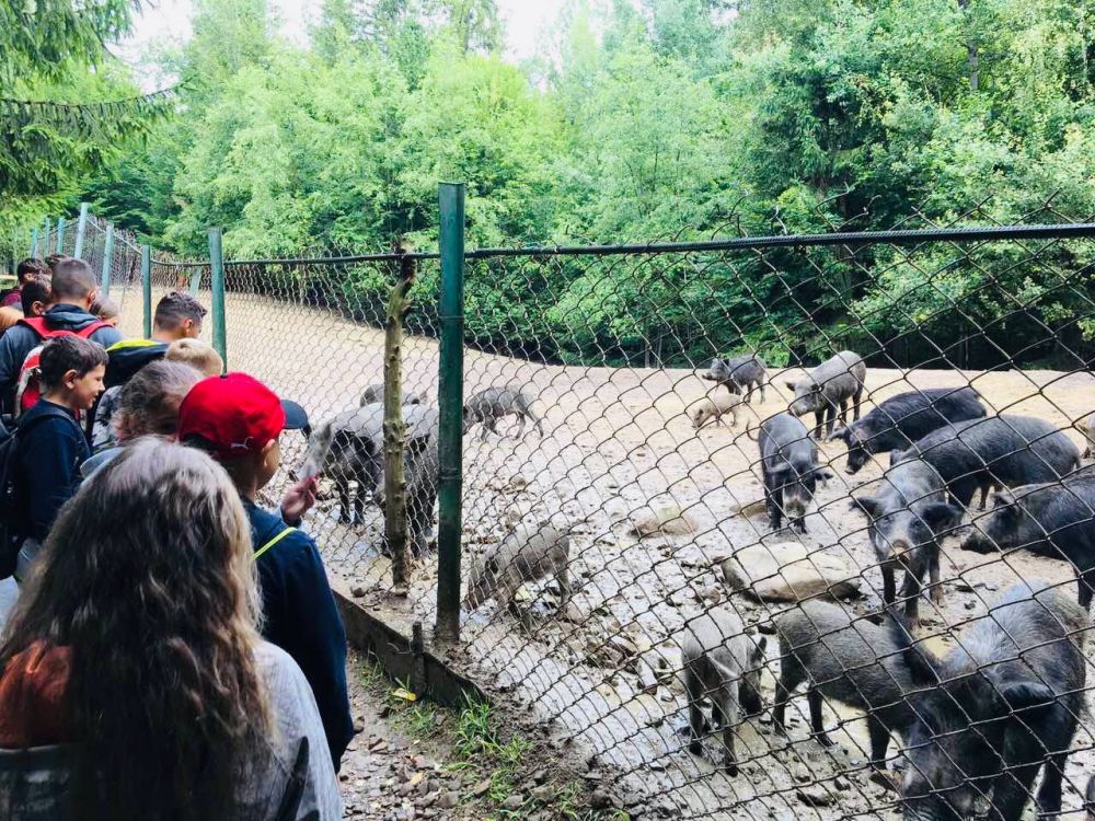Joy Camp Карпати Kids Club 