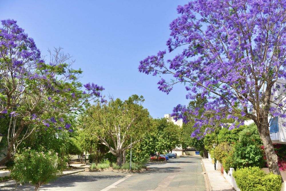 Paphos Gardens Hotel 3*