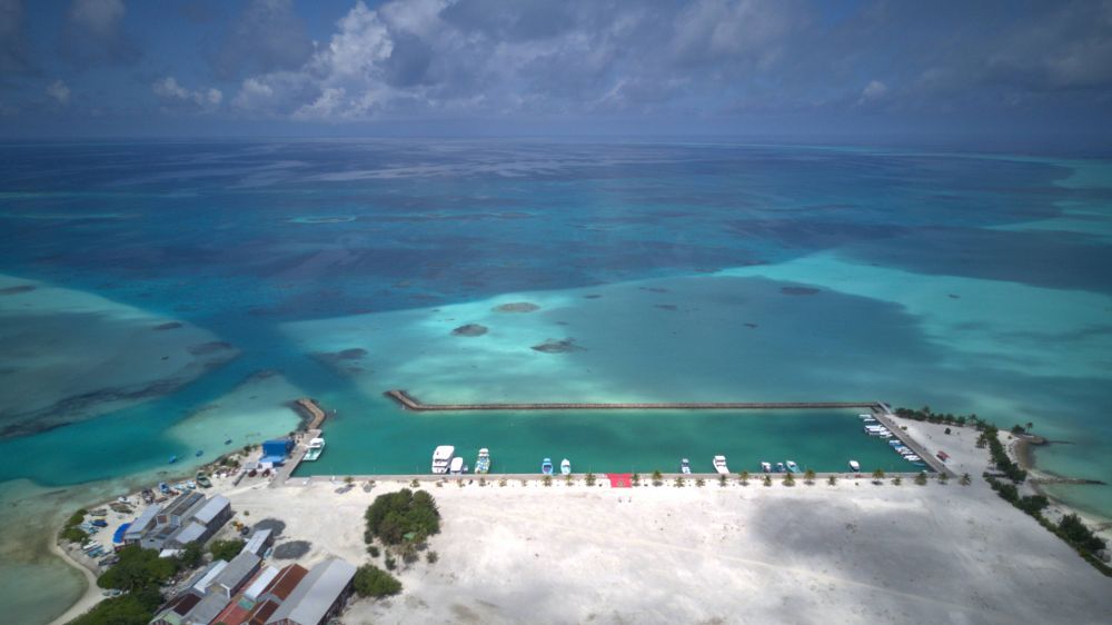 Pavona Maldives 