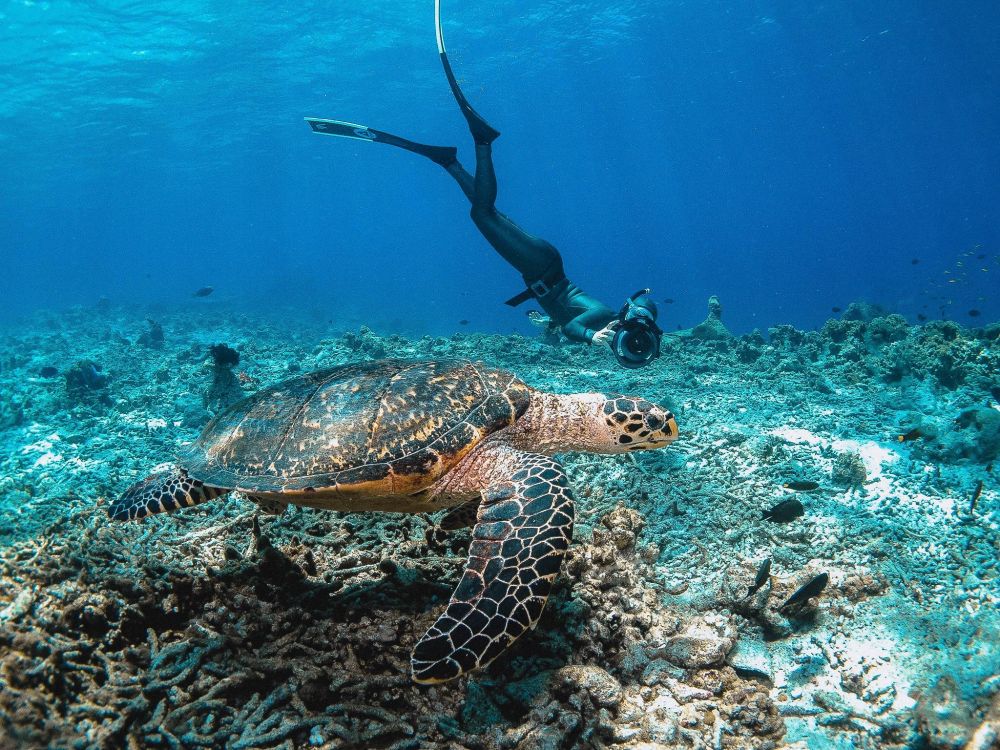 Bliss Dhigurah 