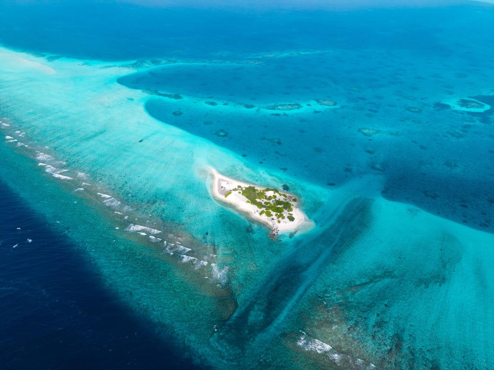 Pavona Maldives 
