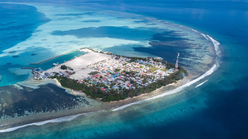 Pavona Maldives 